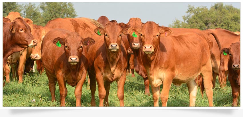 beef_cattle-livestock-agricultural_consultants.png