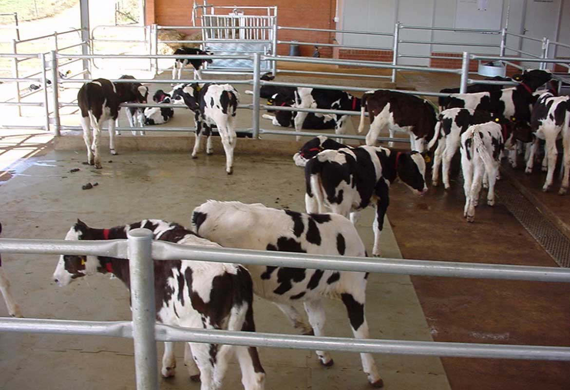 Calf Housing