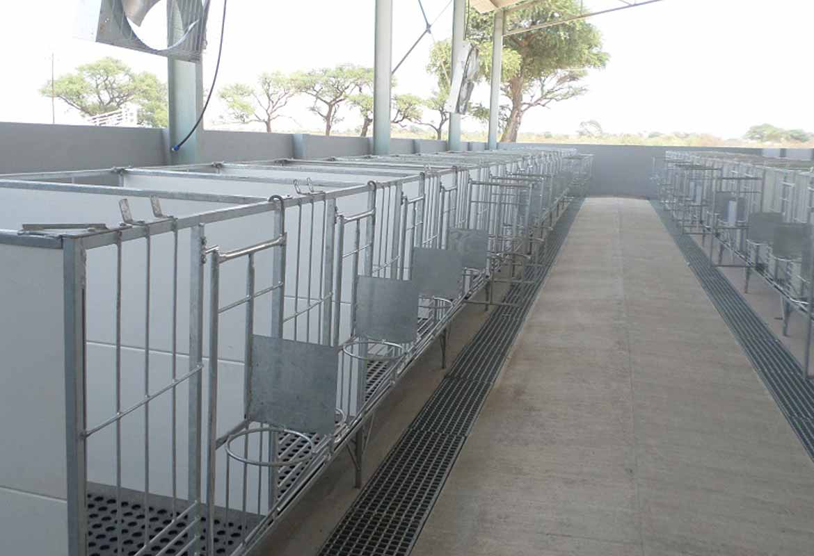 Calf Pens