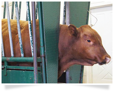 cattle head clamp cattle farming training agricultural consulting