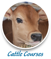 cattle training agricultural courses consulting