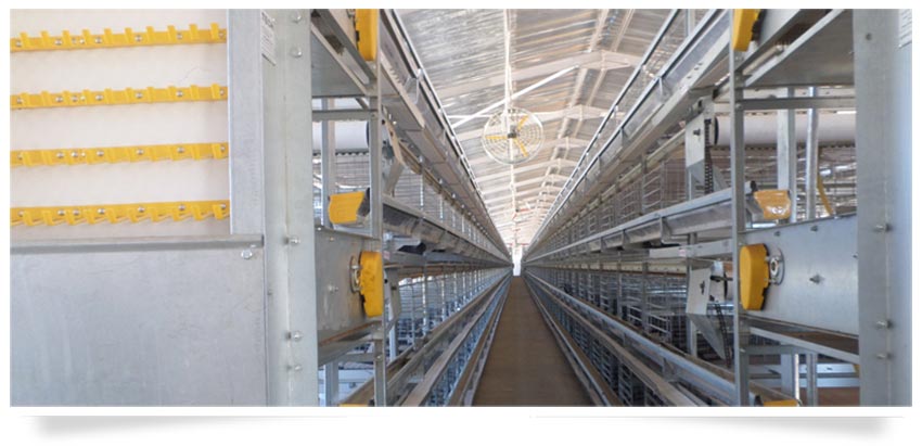 chicken_housing-egg_production-agricultural_consulting.jpg