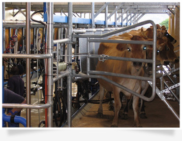 dairy consulting dairy farming training agricultural consulting