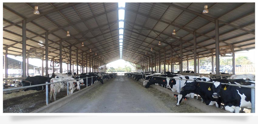 dairy_consulting-feed_shed-agricultural_consulting.png