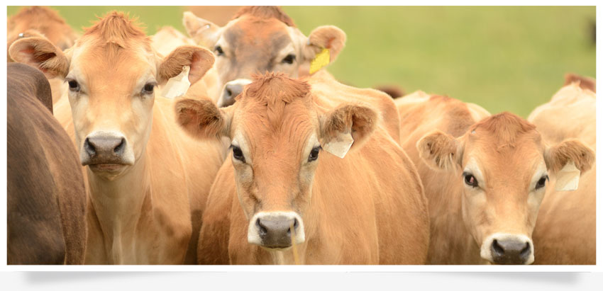 jersey_cows-dairy_farming-agricultural_consulting.png