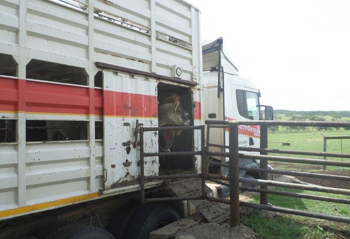 Offloading Jersey Heifers