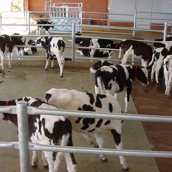 Calf Housing