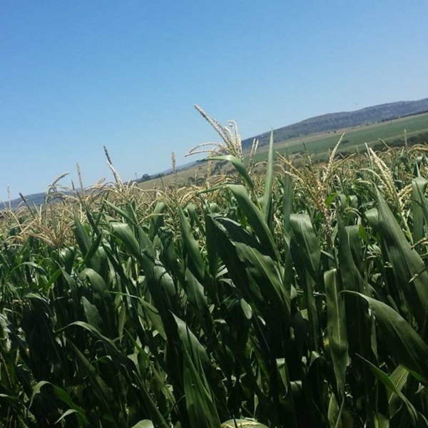 Crop Planting & Management