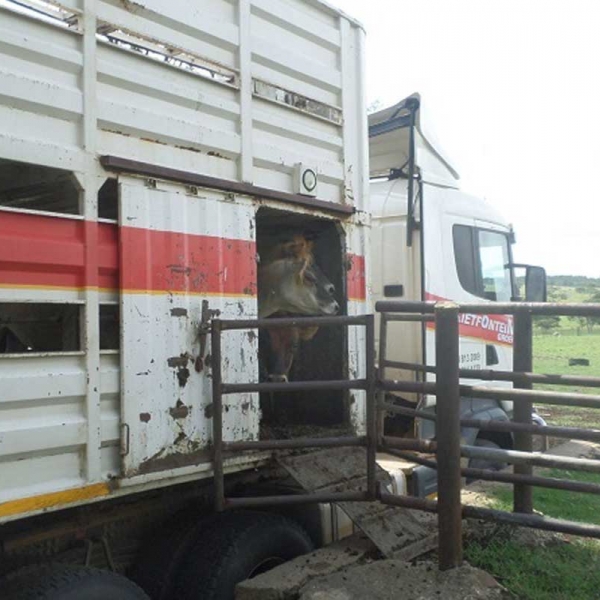 Offloading Jersey Heifers